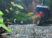 Blue eye congo tetra