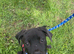 Female puppy
