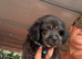 Beautiful mini jackapoo puppies for sale