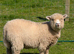 Ryland x tup and wether lambs