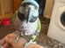 Lord Derbyan parakeet