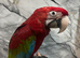 Young Friendly HandReared Super Tame Cuddly Greenwing Macaw Parrot