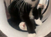 Black and white female kitten