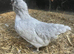 Lavender Araucana pullets