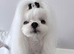 Stud tiny kc reg Korean Maltese boy