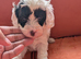 Toy Cavapoo Puppies Ready 13th July