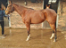 Tb ex race mare