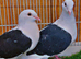 Black saddle pair breeder