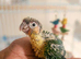 Fully Hand-Tamed Pineapple Conure for Sale