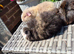 Beautiful Baby Guinea Pigs Fuzzy, Funky and Teddy