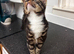 7 month female cat