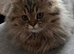 Beautiful Shorthair and Longhair kittens