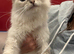 Ragdoll rare lilac tortie female 19 months