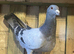 Syrian pigeons for sale in Grimsby