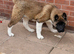 KC American Akita Male