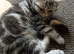British shorthair kittens