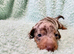 Miniature dachshund puppies