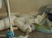 Turkish angora male 9 months