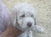 Beautiful cavapoos FB1