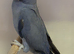 Violet Blue Indian Ringneck Hen for sale