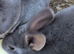 Mini rex