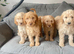 11 beautiful f1b Irish doodles (4 left)