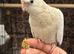 SWEET BABY COCKATIEL