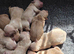 Golden retriever puppies