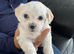 Bichon mixed with Maltese