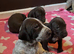 GSP puppies available to reserve