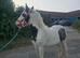 Beautiful temperament cob colt