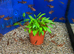 Red Phantom Tetra (Megalamphodus sweglesi)