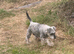 Miniature schnauzer