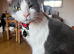 Sweet 5-Year-Old White & Grey Cat Looking for a Loving Home