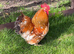 15 Pekin bantam chicks