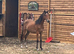 Hackney yearling filly