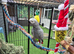 Large parot cage for sale