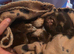Imperial Shih Tzu Puppies