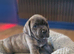 Lovely cane corso pups