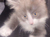 Fluffy grey and white male