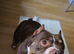 Mya & Dotty - Pocket bullies
