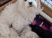 ready to leave*Genetically health tested maltipoo Maltipoo