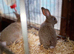 New Zealands and crossbred Rex/NZ agoutis