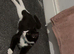 Rehoming a 6 month old kitten