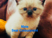 Gorgeous Himalayan kittens