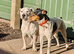 Parson Jack Russells For Stud