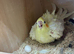 Pair cockatiel