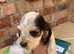 Show cocker spaniels