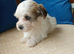 AMAZING full breed KC registered Havanese puppies