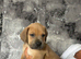 Cane corso x lab puppies